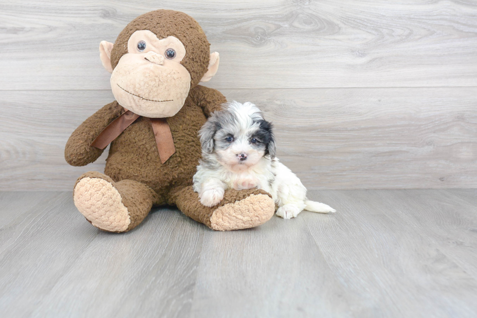 Best Maltipoo Baby