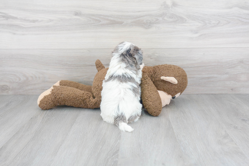 Maltipoo Pup Being Cute