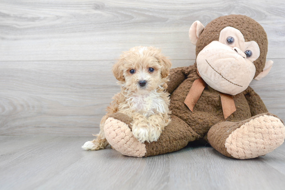 Maltipoo Pup Being Cute