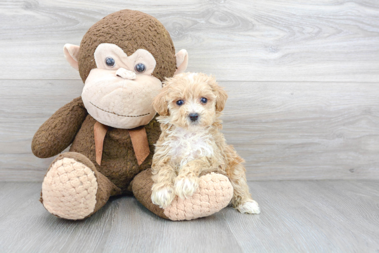 Maltipoo Pup Being Cute