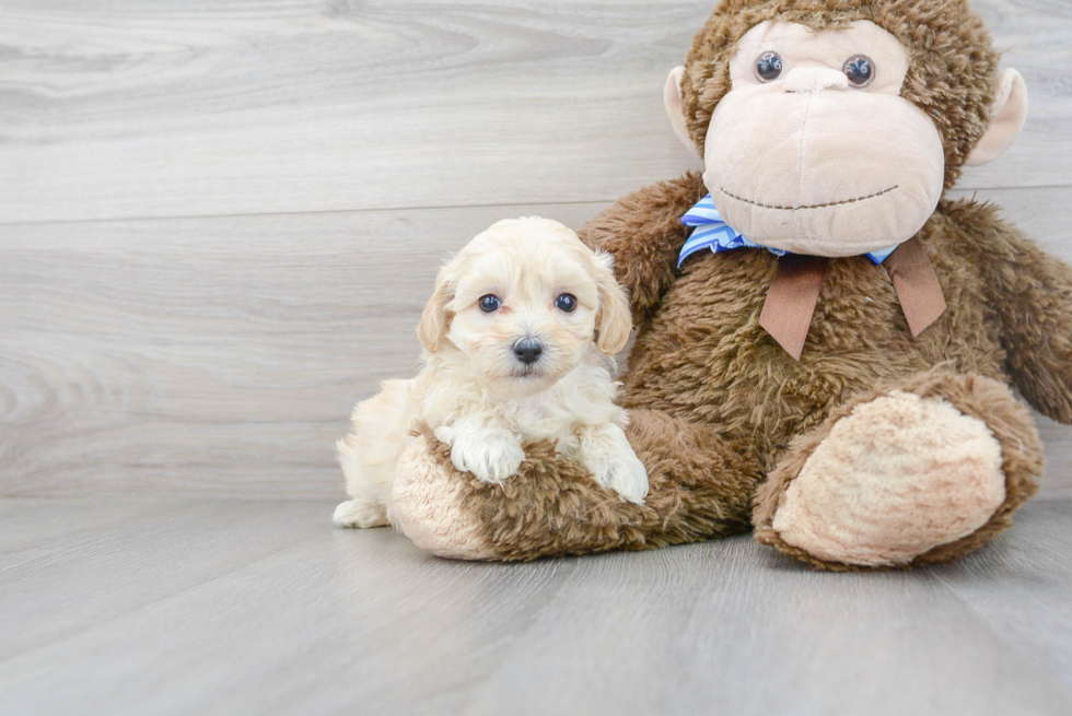 Little Maltepoo Poodle Mix Puppy