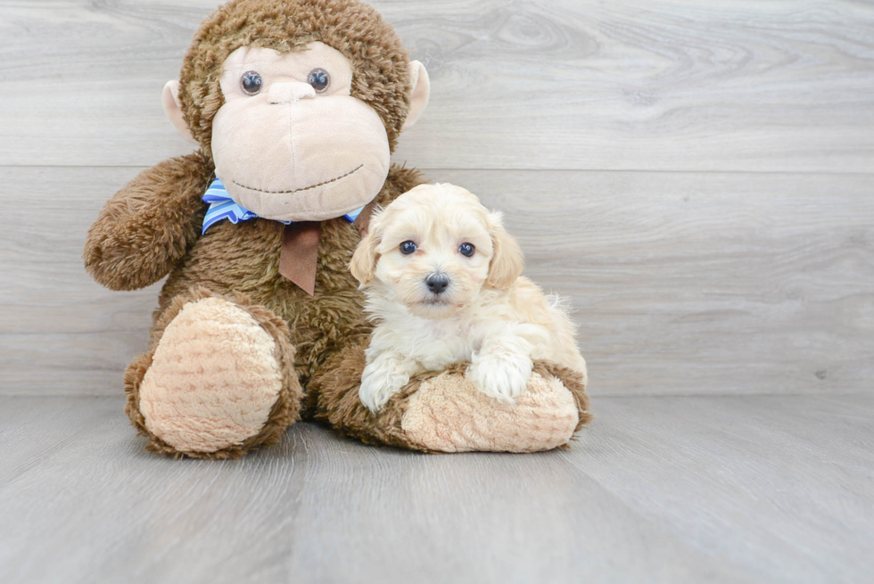 Fluffy Maltipoo Poodle Mix Pup