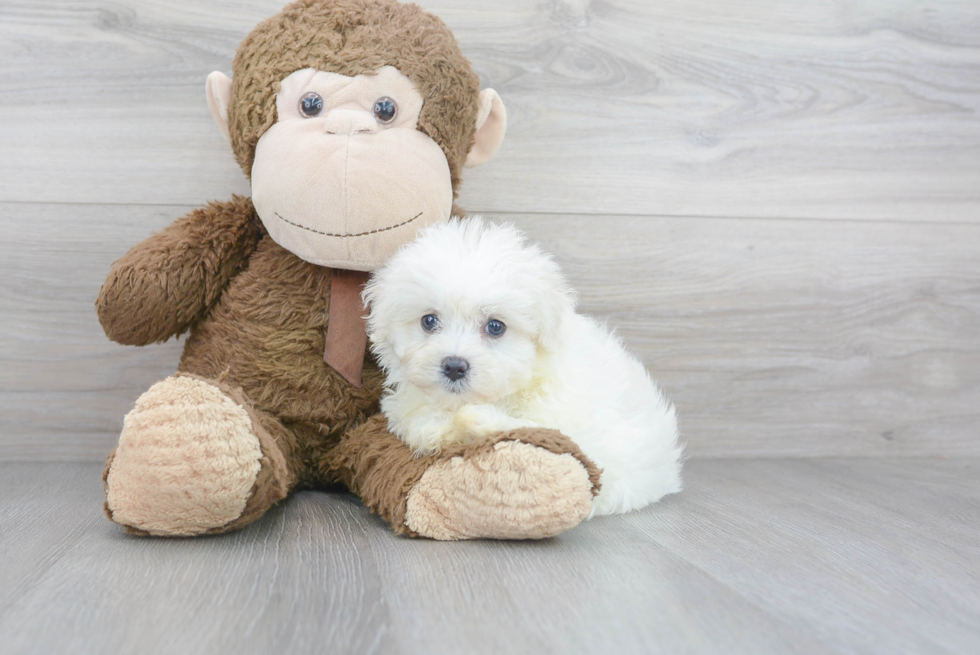 Maltipoo Puppy for Adoption