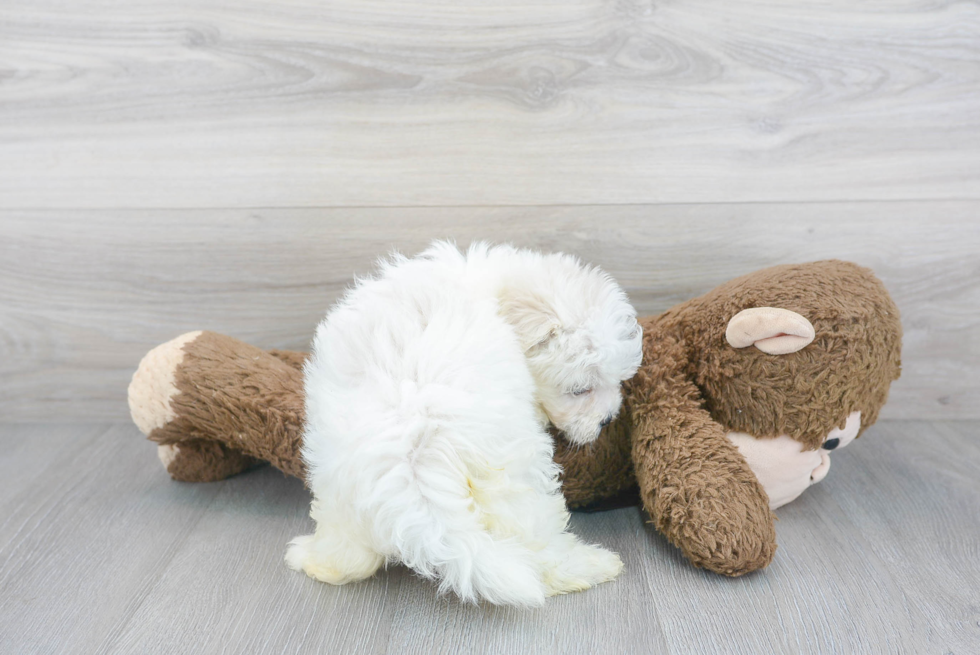 Maltipoo Pup Being Cute