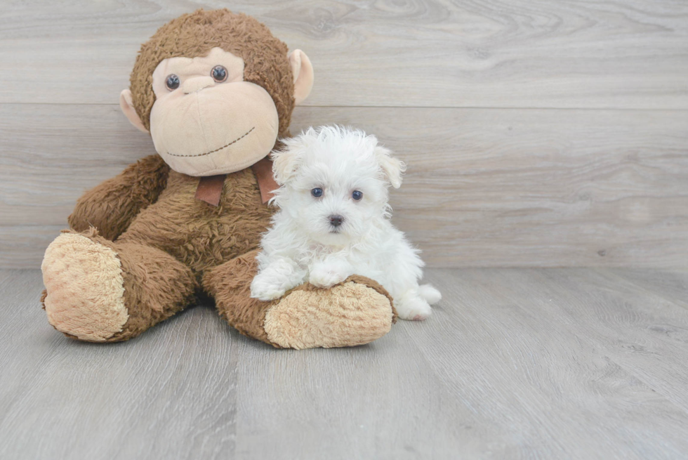 Friendly Maltipoo Baby