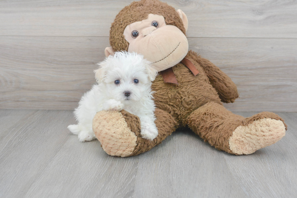 Smart Maltipoo Poodle Mix Pup