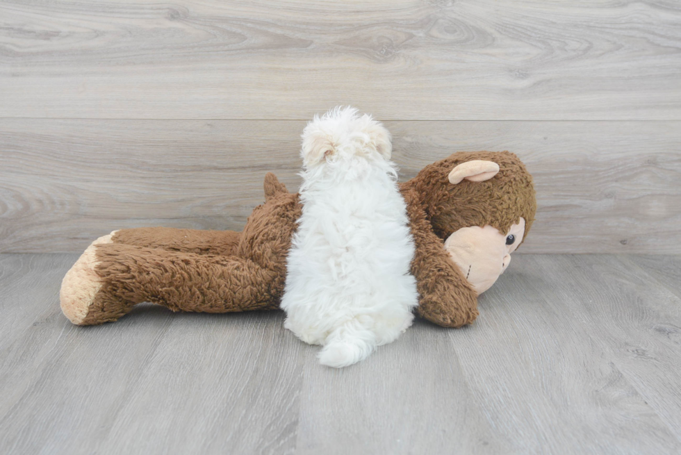 Maltipoo Pup Being Cute