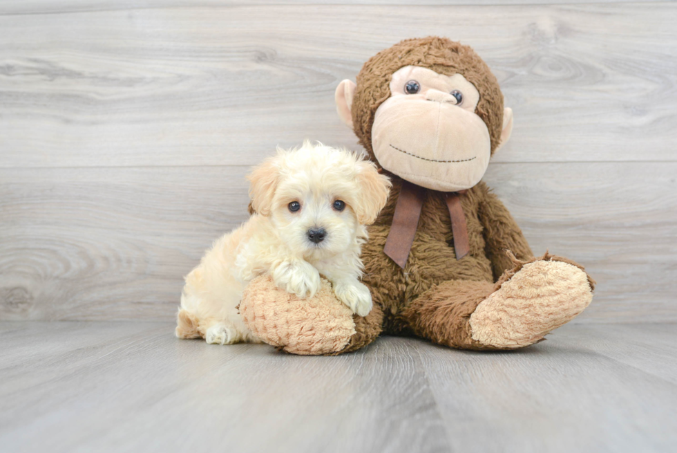 Friendly Maltipoo Baby