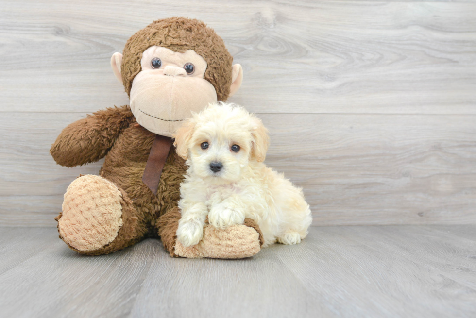 Best Maltipoo Baby