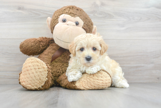 Best Maltipoo Baby