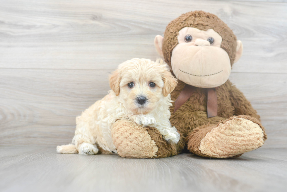 Small Maltipoo Baby