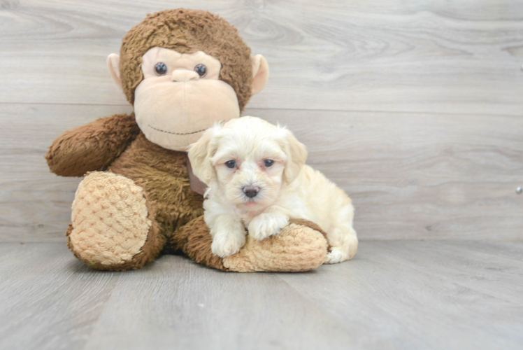 Energetic Maltese Poodle Poodle Mix Puppy