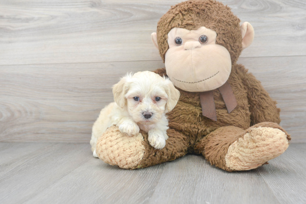 Maltipoo Pup Being Cute