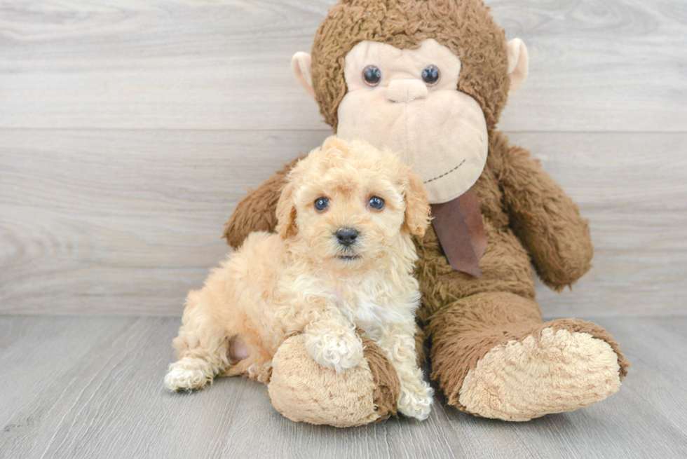 Maltipoo Pup Being Cute