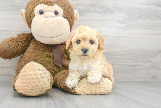 Hypoallergenic Maltepoo Poodle Mix Puppy