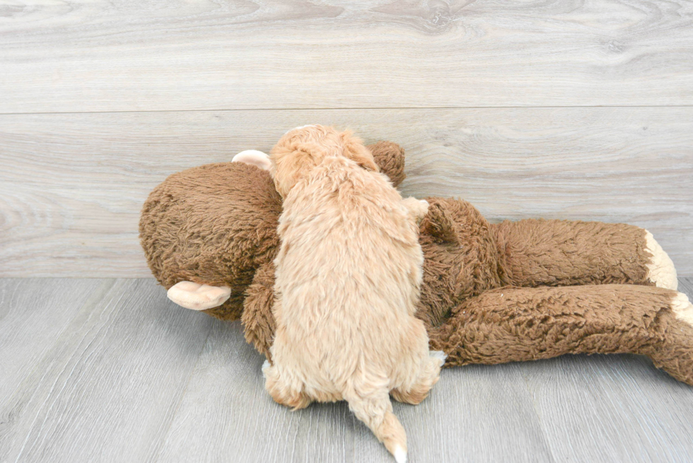 Energetic Maltepoo Poodle Mix Puppy