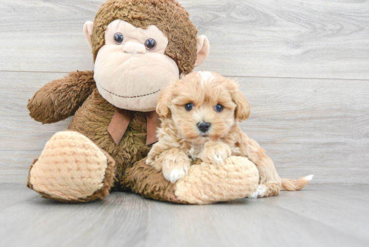 Maltipoo Pup Being Cute