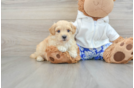 Smart Maltipoo Poodle Mix Pup