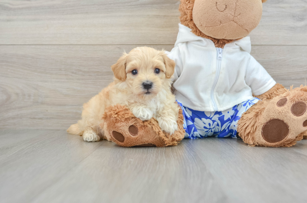 5 week old Maltipoo Puppy For Sale - Premier Pups