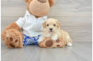 Maltipoo Pup Being Cute