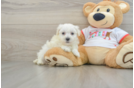 Maltipoo Puppy for Adoption