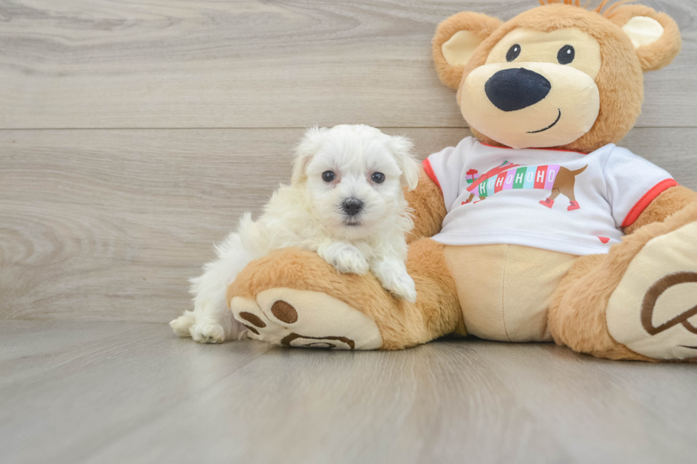 Maltipoo Puppy for Adoption