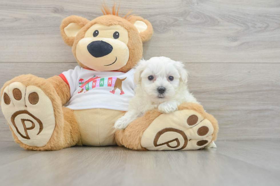 6 week old Maltipoo Puppy For Sale - Premier Pups