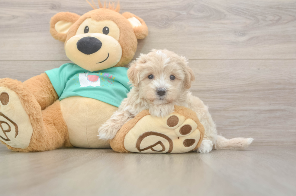 5 week old Maltipoo Puppy For Sale - Premier Pups