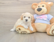 8 week old Maltipoo Puppy For Sale - Premier Pups