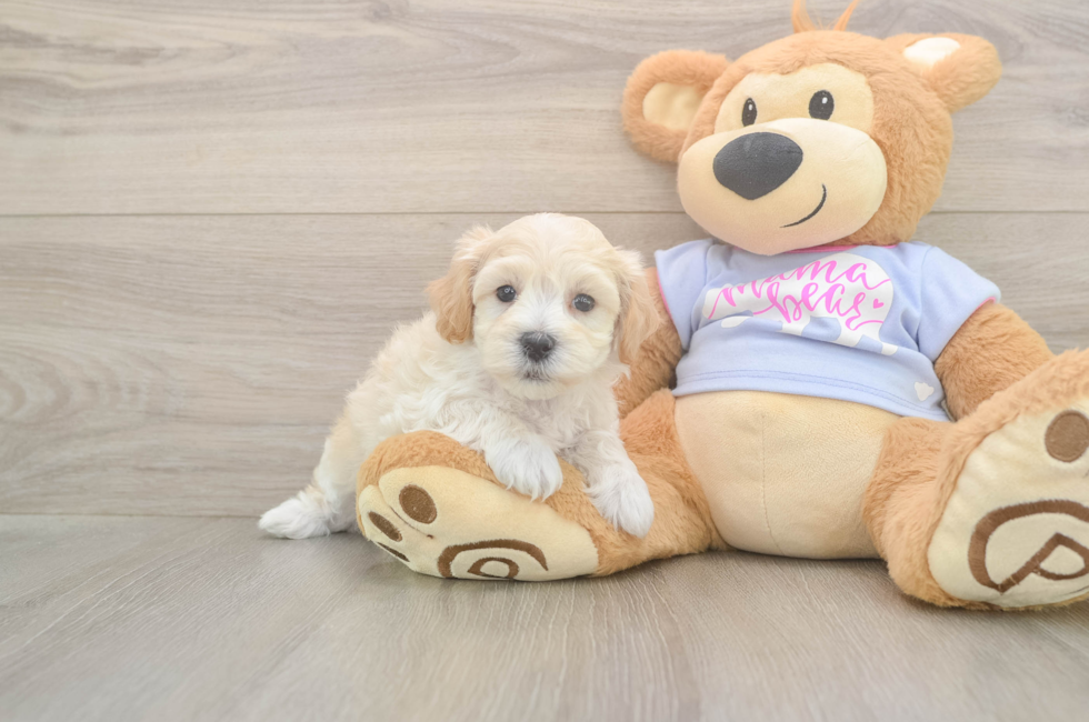 5 week old Maltipoo Puppy For Sale - Premier Pups