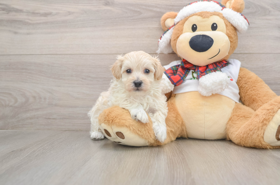 5 week old Maltipoo Puppy For Sale - Premier Pups