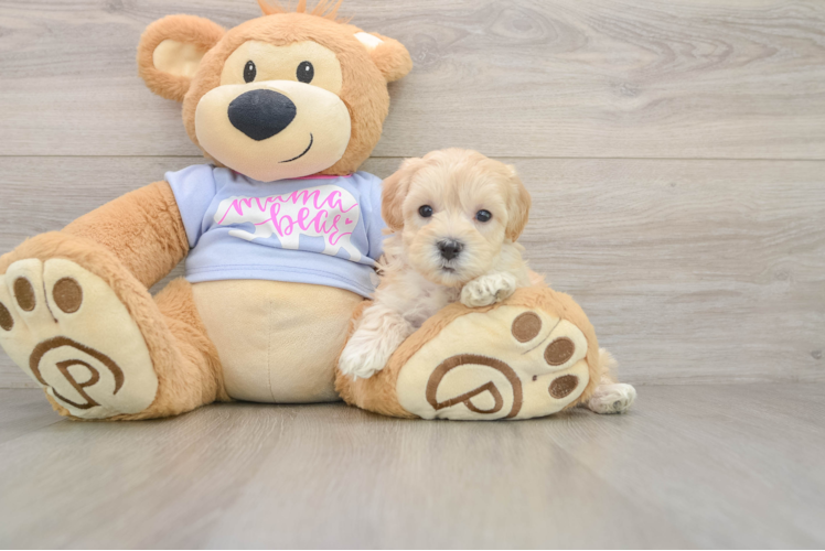 Hypoallergenic Malt Oodle Poodle Mix Puppy