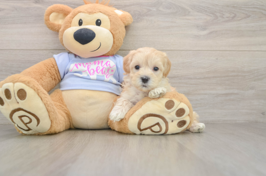 Hypoallergenic Malt Oodle Poodle Mix Puppy