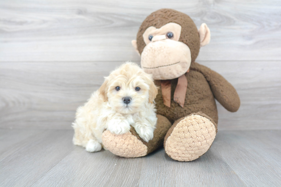 Cute Maltipoo Baby