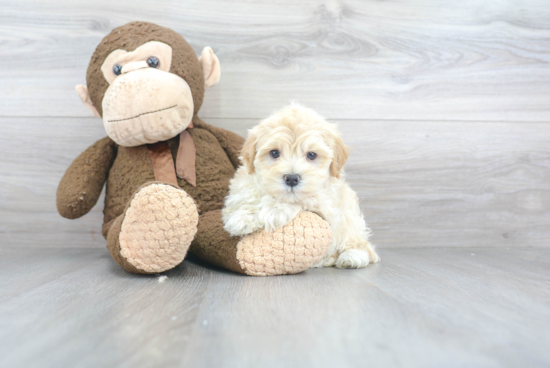 Hypoallergenic Maltepoo Poodle Mix Puppy