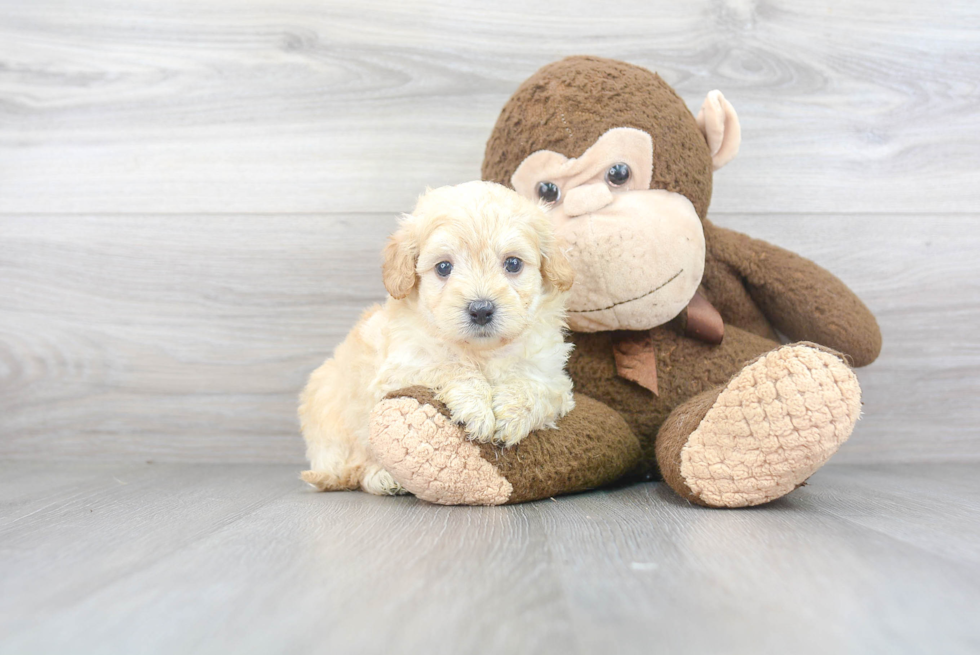 Petite Maltipoo Poodle Mix Pup