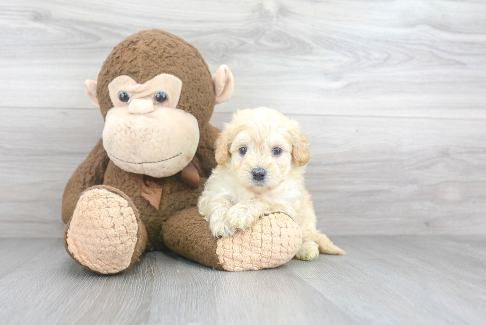 Petite Maltipoo Poodle Mix Pup