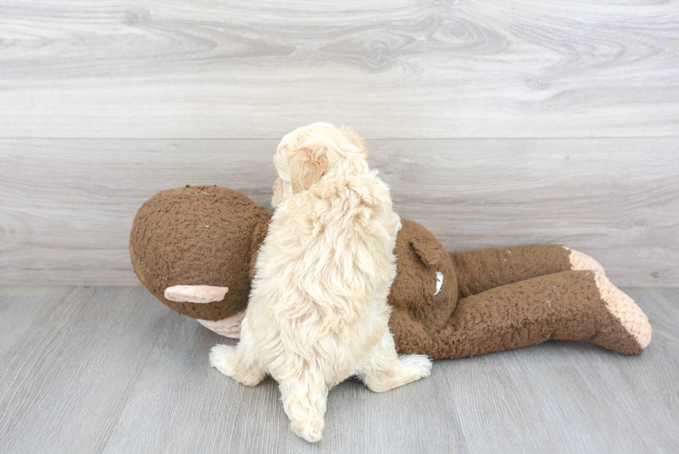 Maltipoo Pup Being Cute