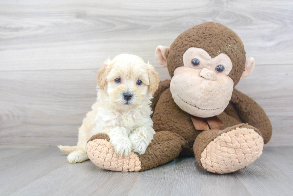 Adorable Maltese Poodle Poodle Mix Puppy