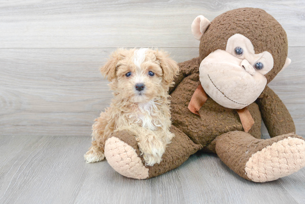 Hypoallergenic Maltepoo Poodle Mix Puppy