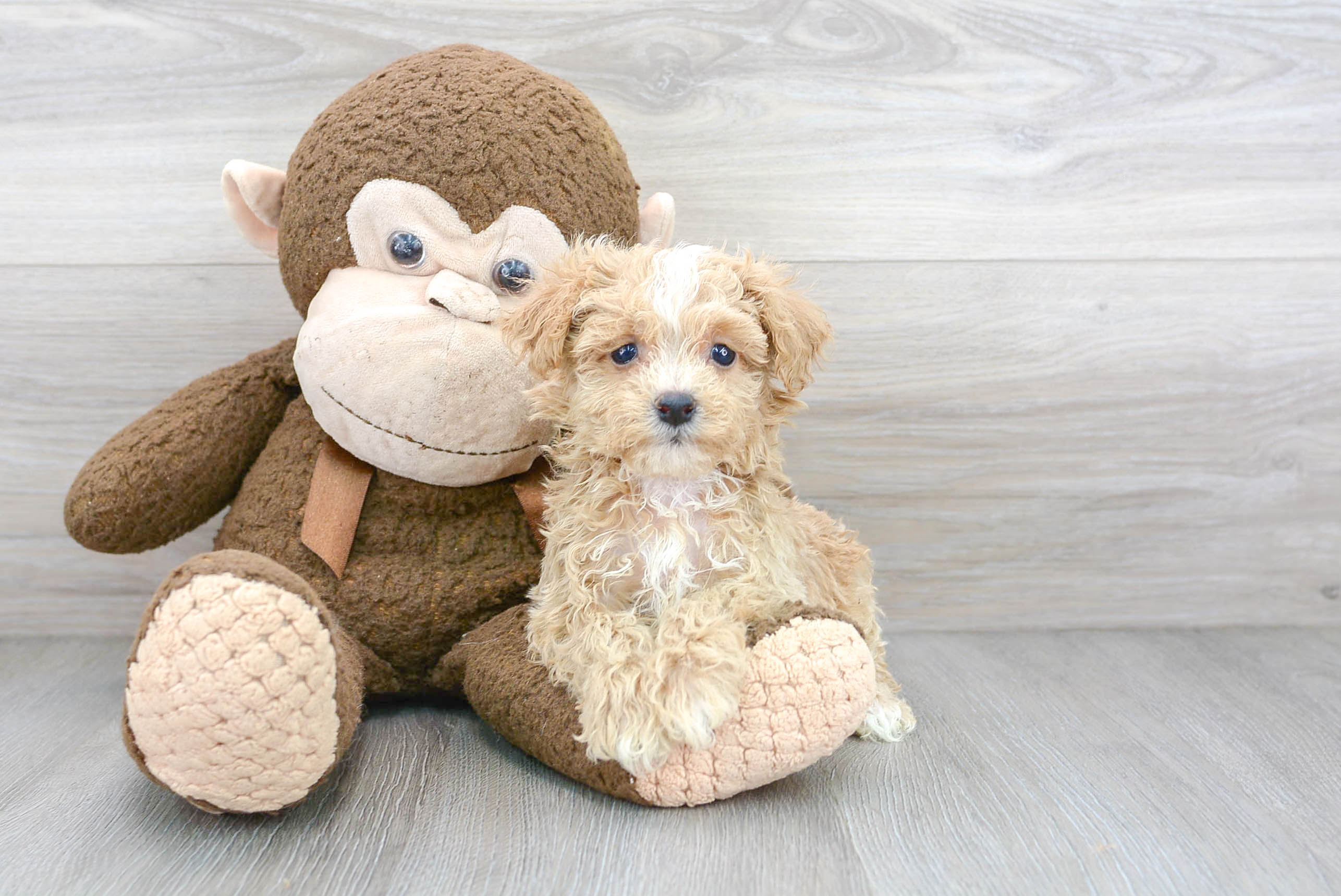 Friendly Maltipoo Baby