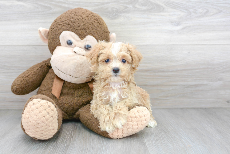 Friendly Maltipoo Baby