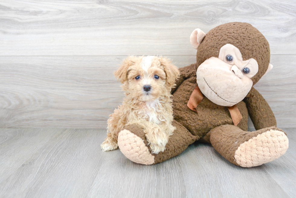 Maltipoo Puppy for Adoption