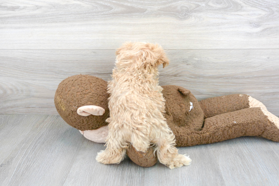 Petite Maltipoo Poodle Mix Pup