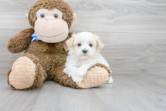 Maltipoo Pup Being Cute