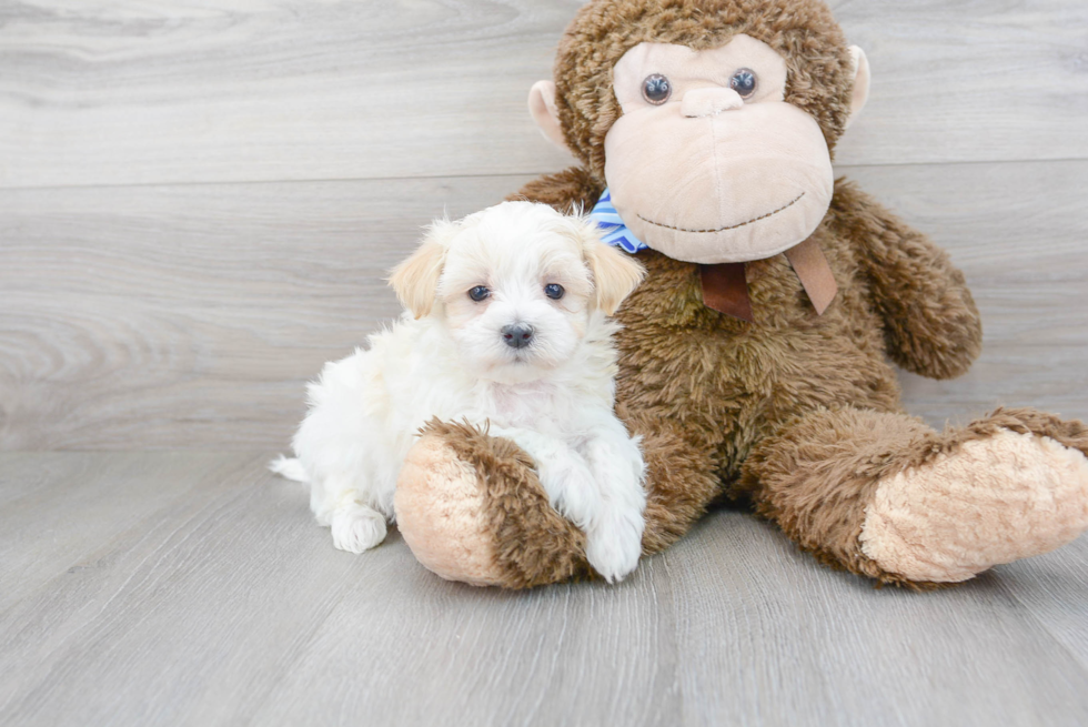 Best Maltipoo Baby