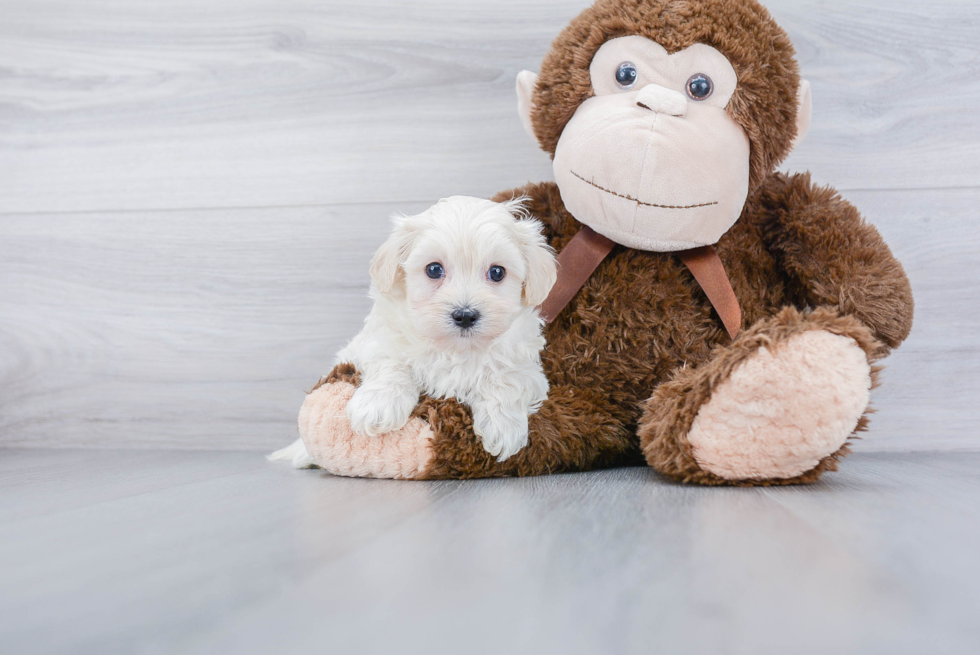 Best Maltipoo Baby