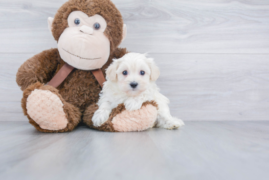 Maltipoo Puppy for Adoption