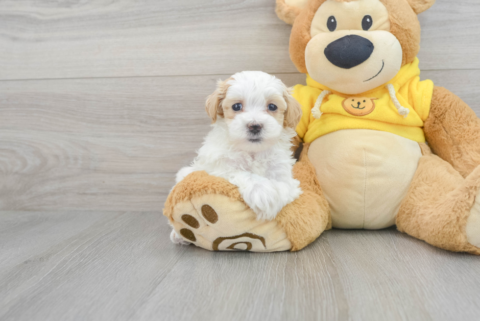 Smart Maltipoo Poodle Mix Pup