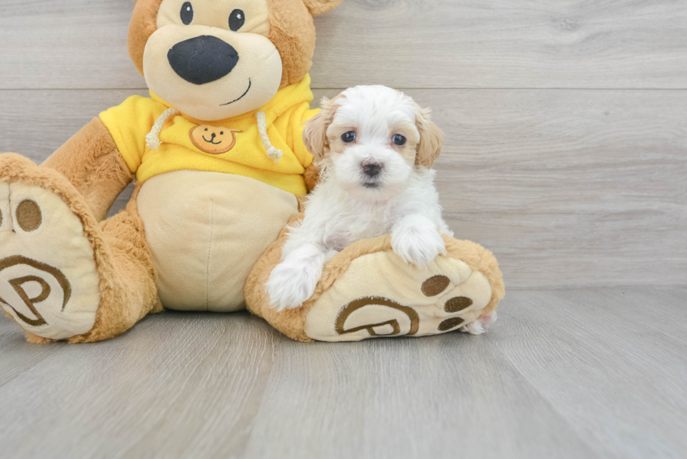 Maltipoo Pup Being Cute